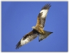 Red Kite In Flight Steve Littlewood.jpg
